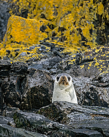 Albino Fur Seal in Rocks 0384