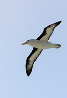 Black-Browed Albatross 9898