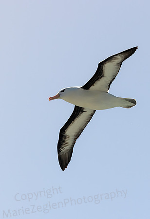 Black-Browed Albatross 9898