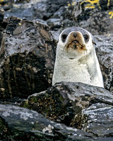 Albino Fur Seal in Rocks Closeup 0384