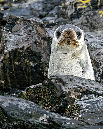 Albino Fur Seal in Rocks Closeup 0384
