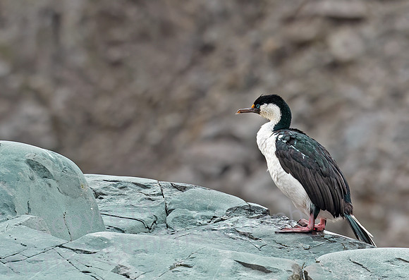Blue-Eyed Cormorant 0422
