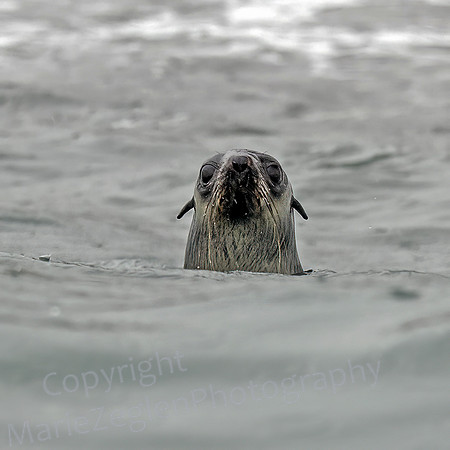 Fur Seal Hello 0910