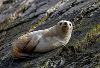 Albino Fur Seal 0876