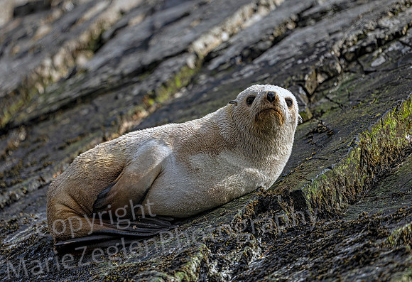 Albino Fur Seal 0876