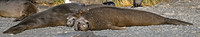 Elephant Seals Relaxing 0307