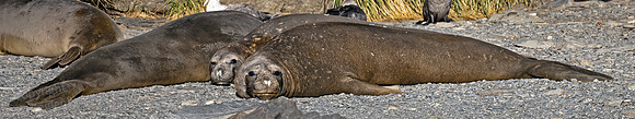 Elephant Seals Relaxing 0307