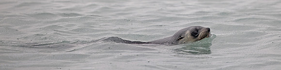 Fur Seal in Bay 0998