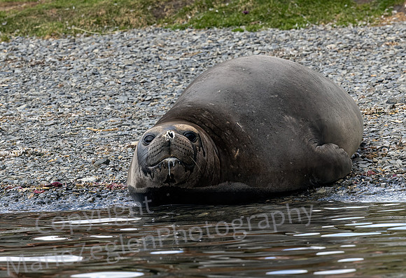Elephant Seal 0045