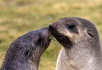Fur Seal Pups Nuzzle 9971