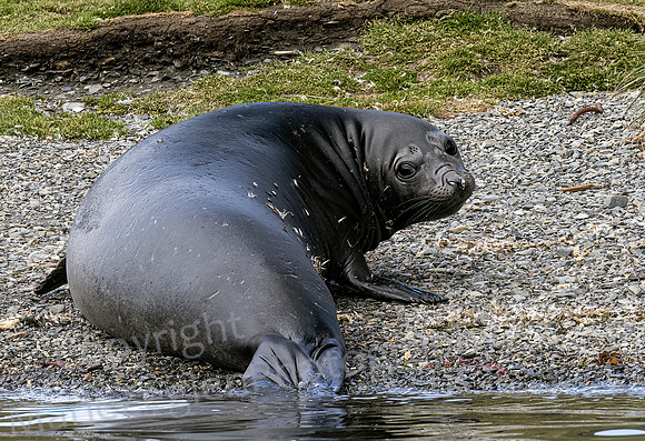 Fur Seal on Beach 0035