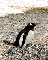 Gentoo Penguin with Chick 0076