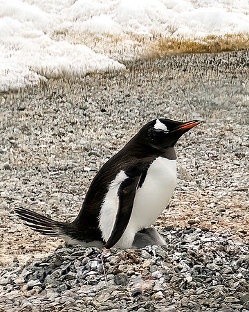 Gentoo Penguin with Chick 0076