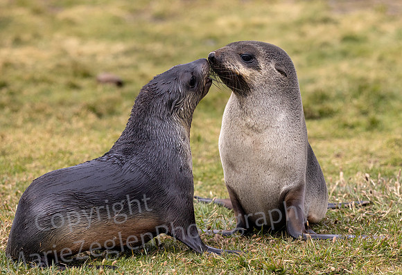 Fur Seals Pups Play 9971