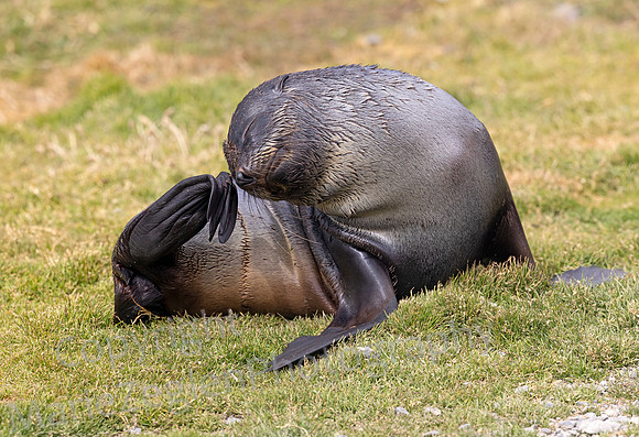 Fur Seal Nose Scratch 9988