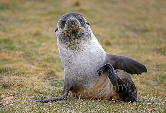 Fur Seal Scratch 9896