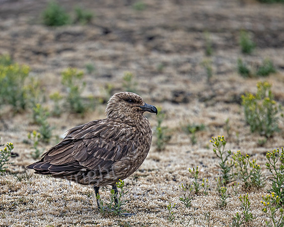 Great Skua 4051