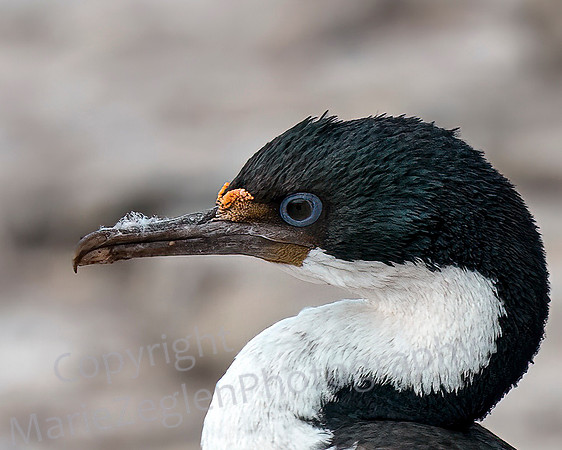 Imperial Cormorant Closeup 3953