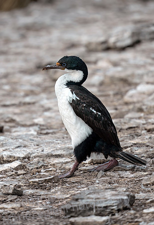 Imperial Cormorant 3953