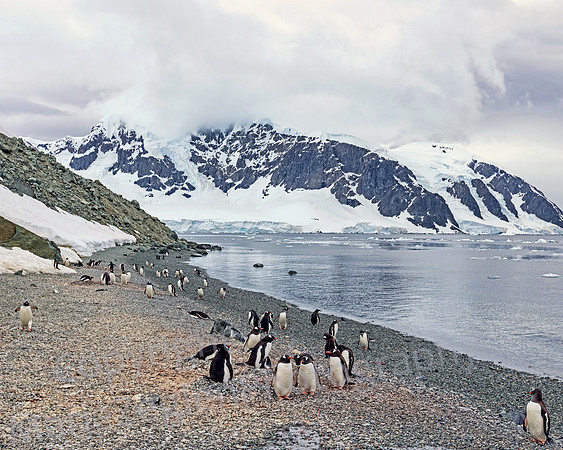 Gentoos and Chicks on Danco Island Beach in Fog 0090