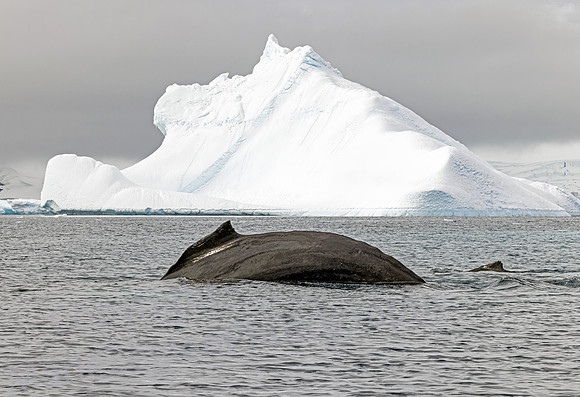 Humpback Mom and Calf 0572