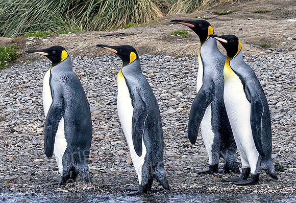 King Penguins on Beach 0017