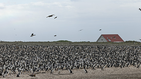 Imperial Cormorant Colony Bleaker Island Falklands 4102