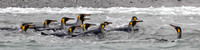 King Penguin Flotilla 0921