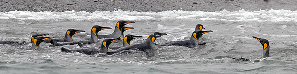 King Penguin Flotilla 0921