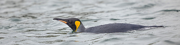 King Penguin Swimming 1027