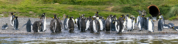 King Penguin Beach Group 0027