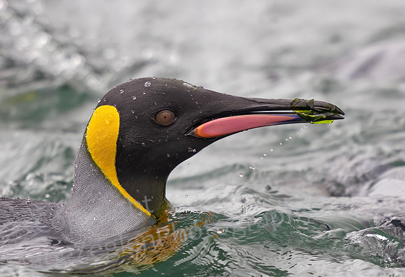 King Penguin with Kelp 1045