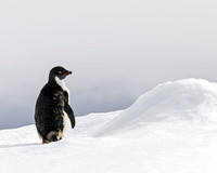 Adelie Penguin Alone on Ice Flow 9641