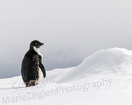 Adelie Penguin Alone on Ice Flow 9641