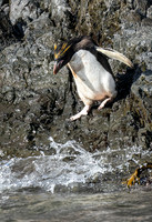 Macaroni Penguin Jump 0526