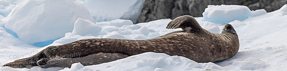 Leopard Seal 0469