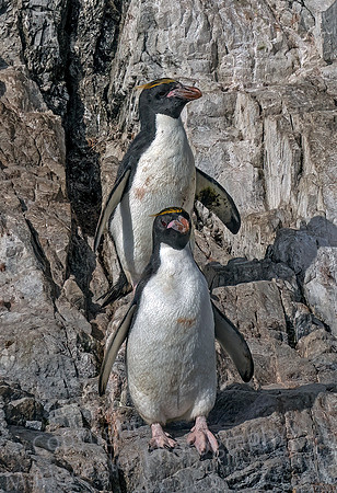 Macaroni Penguin Pair 0662
