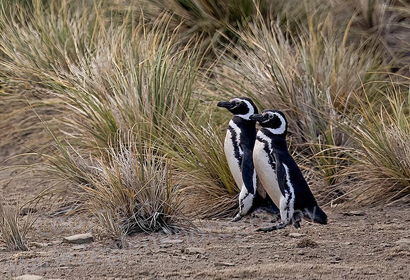 Magelanic Penguin Pair in Tussocks 3842
