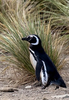 Magelanic Penguin Walking 3842