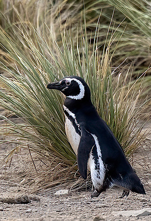 Magelanic Penguin Walking 3842