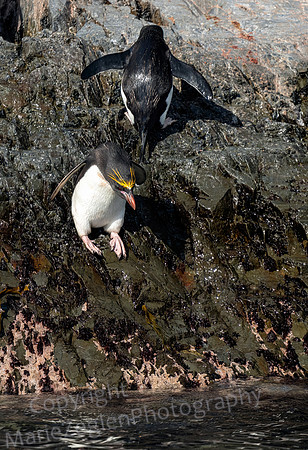 Macaroni Penguins headed for Bay Jump 0512