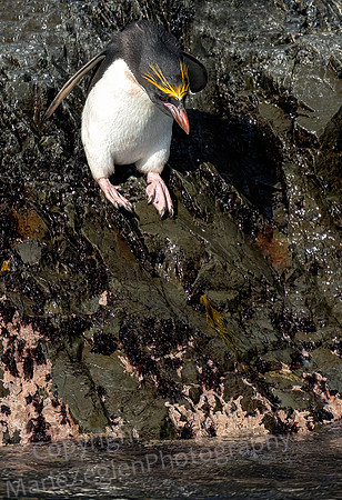 Magelanic Penguin Ready Set Jump 0512