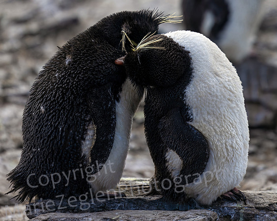 Rockhopper Penguin Nuzzle 3996