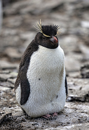 Rockhopper Penguin 3950