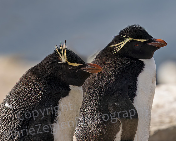 Rockhopper Penguin Conversation 3890