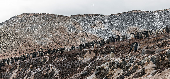 Adelie Colony Paulet Island 9798