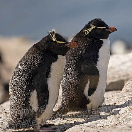 Rockhopper Penguins on the Move 3890