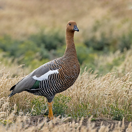Ruddy Headed Goose 3794