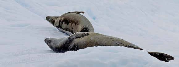 Snoozing Seals 0128