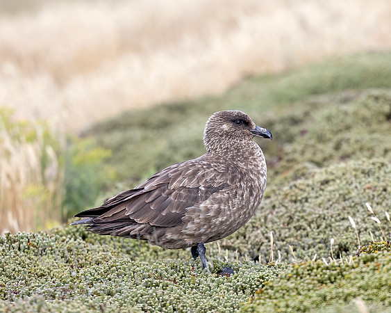 Great Skua 3785
